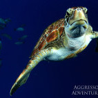 Green turtle in Thailand