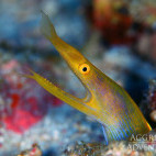 Ribbon eel in Thailand
