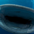 Whale shark in Thailand