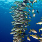 Goatfish in Thailand