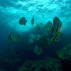 Batfish in Koh Lanta, Thailand