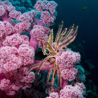 Coral reef in Koh Lanta, Thailand
