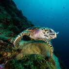 Hawksbill turtle in Koh Lanta, Thailand