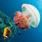 Jellyfish in Koh Lanta, Thailand