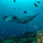 Manta ray in Koh Lanta, Thailand