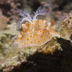 Nudibranch in Koh Lanta, Thailand