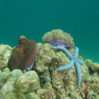 Octopus and starfish in Koh Lanta, Thailand
