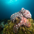 Octopus in Koh Lanta, Thailand