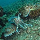 Squid in Koh Lanta, Thailand