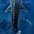 Whale shark in Koh Lanta, Thailand