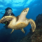 Hawksbill turtle and diver in Thailand