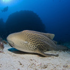 Leopard shark in Thailand