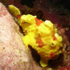 Painted frogfish in Thailand