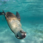 Australian sea lion in Neptune Islands, South Australia