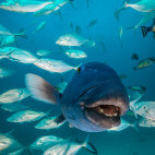 Grouper and trevally in Neptune Islands, South Australia