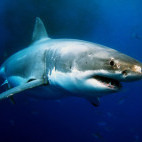 Great white shark in Neptune Islands, South Australia