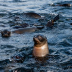 New Zealand fur seal in Neptune Islands, South Australia