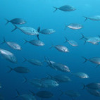Trevally in Neptune Islands, South Australia