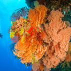 Diver and coral reef in Queensland, Australia.