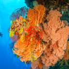 Diver and coral reef in Queensland, Australia.