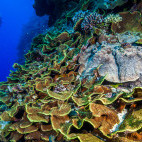 Divers and coral reef in Queensland, Australia.
