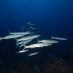 Barracuda in the Great Barrier Reef, Queensland, Australia
