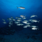 Big-eye trevally in the Great Barrier Reef, Queensland, Australia