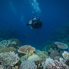 Coral reef in the Great Barrier Reef, Queensland, Australia