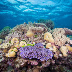 Coral reef in the Great Barrier Reef, Queensland, Australia
