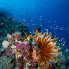 Coral reef in the Great Barrier Reef, Queensland, Australia