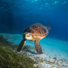Green turtle in the Great Barrier Reef, Queensland, Australia