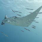 Manta ray in the Great Barrier Reef, Queensland, Australia