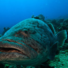 Potato cod in the Great Barrier Reef, Queensland, Australia