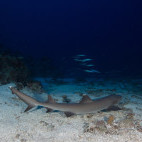 White-tip reef shark in the Great Barrier Reef, Queensland, Australia
