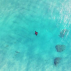 Manta ray in Queensland, Australia