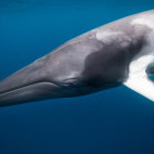 Minke whale in Queensland, Australia
