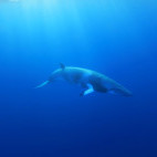 Minke whale in Queensland, Australia