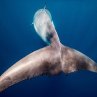 Minke whale in Queensland, Australia