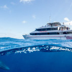 Mike Ball's Spoilsport liveaboard and minke whale in Queensland, Australia.