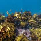 Sea kelp with blue maomao in Poor Knights, New Zealand