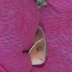 Anemonefish in Papua New Guinea.