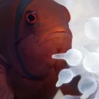 Anemonefish in Papua New Guinea.