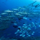Barracuda in Papua New Guinea.