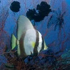 Batfish in Papua New Guinea.