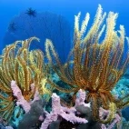 Coral reef in Papua New Guinea.