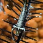 Crinoid shrimp in Papua New Guinea.