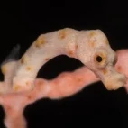 Denise pygmy seahorse in Papua New Guinea.