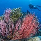 Coral reef & diver in Papua New Guinea.