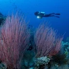 Coral reef & diver in Papua New Guinea.