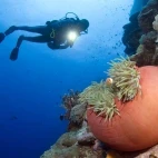 Coral reef & diver in Papua New Guinea.